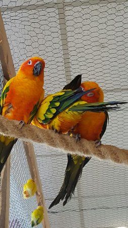 Papugarnia